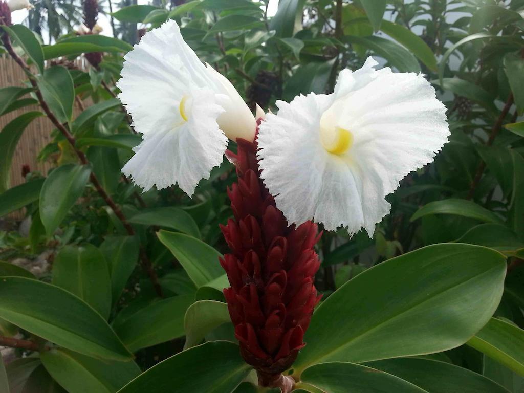 Zamboanguita  White Chocolate Hills Resort מראה חיצוני תמונה